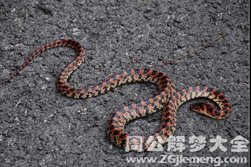 孕妇梦见红花蛇