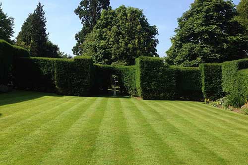 孕妇梦见草 孕妇梦见草