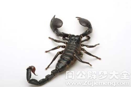 怀孕梦见蝎子 怀孕梦见蝎子