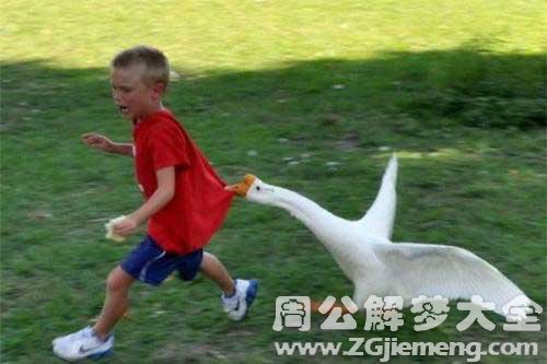 孕妇梦见被鹅追 孕妇梦见被鹅追