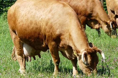 梦见两头牛到处跑 梦见两头牛到处跑