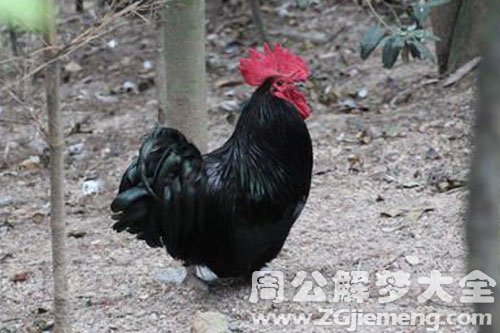 黑公鸡 黑公鸡