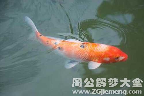 孕妇梦见鱼咬手 孕妇梦见鱼咬手