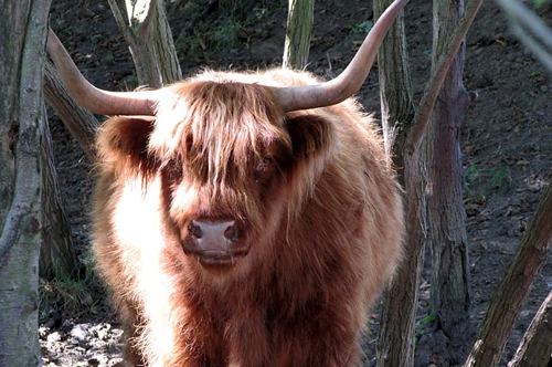 梦见牛打架受伤 梦见牛打架受伤