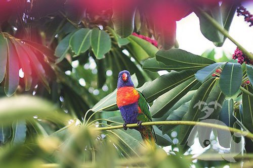 梦见手撞到鸟 梦见手撞到鸟