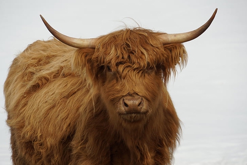 梦见死牛和活牛