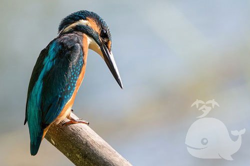 梦见捉到鸟又钻入洞了 梦见捉到鸟又钻入洞了