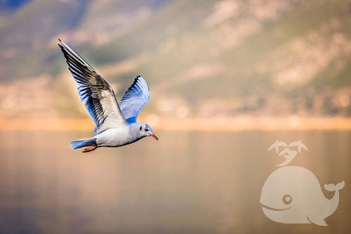 梦见恶人被鸟啄 梦见恶人被鸟啄