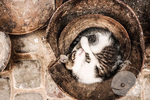 梦见凶猛的猫 梦见凶猛的猫