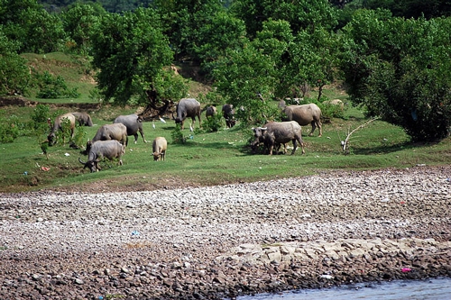 梦见赶着牛崽跑 梦见赶着牛崽跑