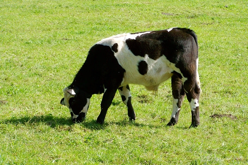 梦见牛发狂是顶人 梦见牛发狂是顶人