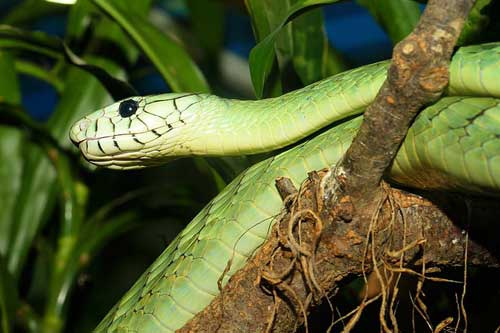 青色的蛇 青色的蛇