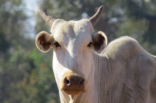 梦见怀孕的牛被杀了 梦见怀孕的牛被杀了