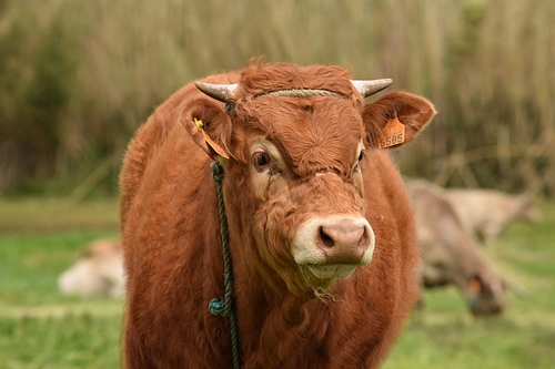 梦见两只黑牛撕咬