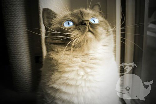 <a href=https://www.zhougong.me/tag/mengjian/ target=_blank class=infotextkey>梦见</a>猫狗鸡 <a href=https://www.zhougong.me/tag/mengjian/ target=_blank class=infotextkey>梦见</a>猫狗鸡