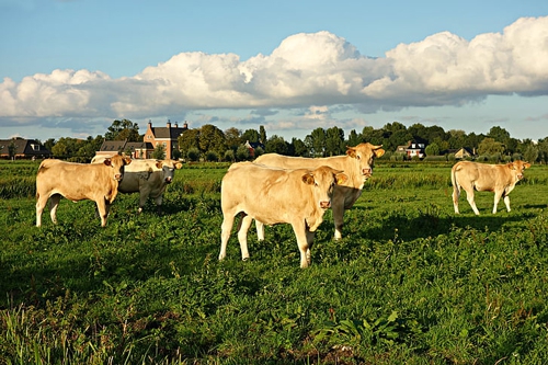 梦见牛咬我胳膊 梦见牛咬我胳膊