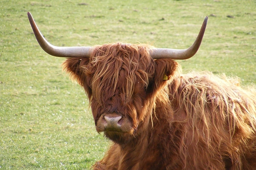 梦见四只老虎一只牛