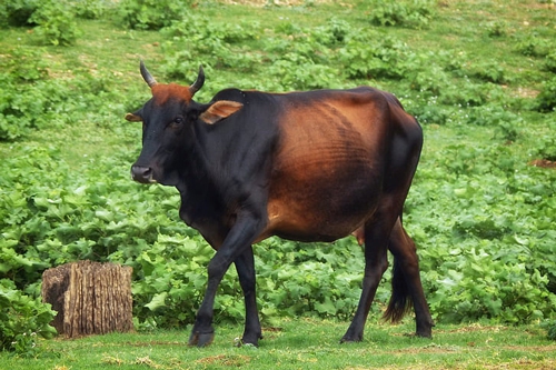 梦见一群牛乱跑 梦见一群牛乱跑