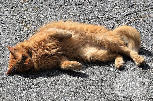 梦见给猫剥皮 梦见给猫剥皮