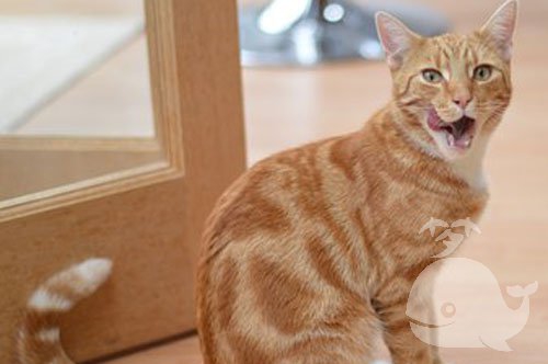 梦见猫被掐死了