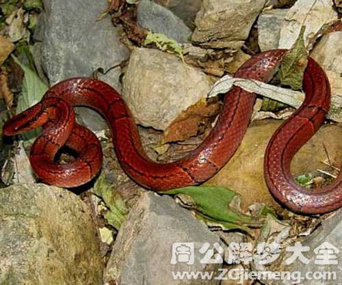 孕妇梦见红蛇被打死 孕妇梦见红蛇被打死