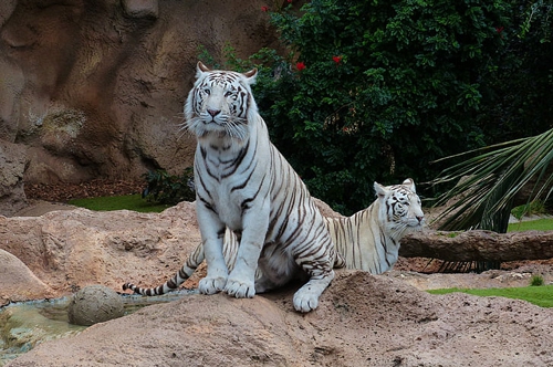梦见老虎吃人被自己打死 梦见老虎吃人被自己打死