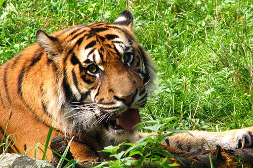 梦见老虎在吃鱼 梦见老虎在吃鱼