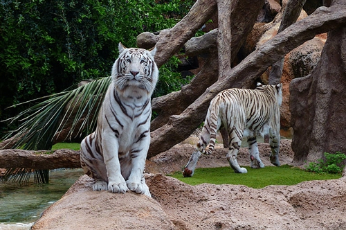 梦见老虎和猫生崽