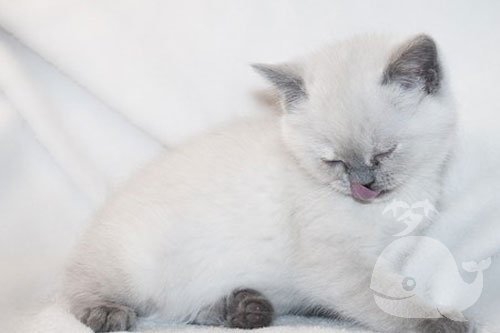 梦见猫从家里的 梦见猫从家里的