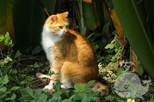 梦见把猫给杀了 梦见把猫给杀了