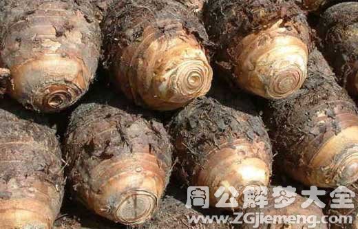 孕妇梦见芋头 孕妇梦见芋头