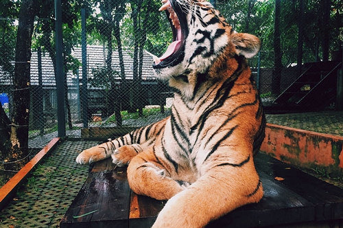 梦见老虎来家里看我