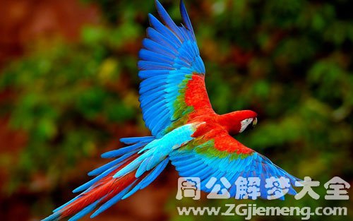 孕妇梦见鹦鹉 孕妇梦见鹦鹉