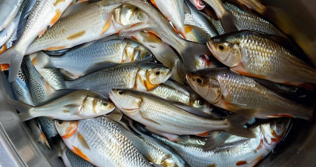 梦见抓到鱼 梦见抓到鱼