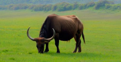 梦见水牛 梦见水牛