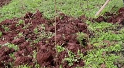 梦见挖地 梦见挖地