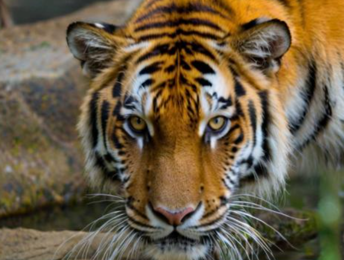 梦见老虎是什么征兆 梦见老虎是什么征兆