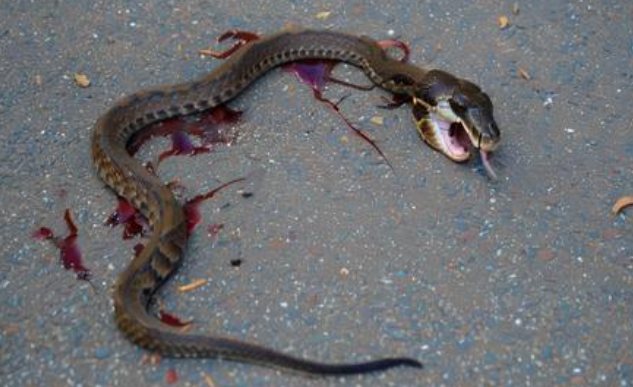 梦见打死蛇 梦见打死蛇