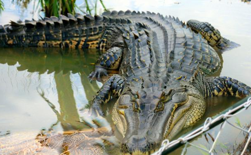 梦见鳄鱼 梦见鳄鱼