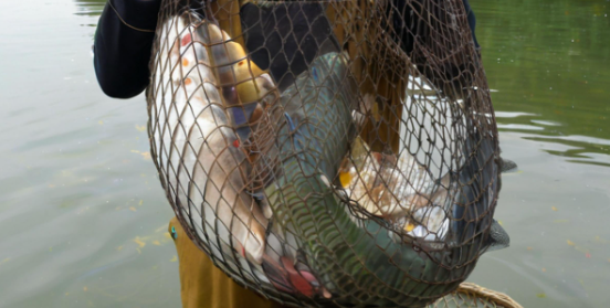 梦见抓鱼 梦见抓鱼