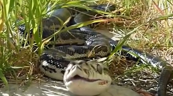 女性梦见蛇是什么预兆  女性梦见蛇是什么预兆