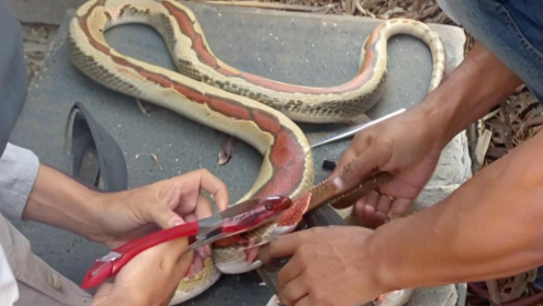 梦见别人杀蛇 梦见别人杀蛇