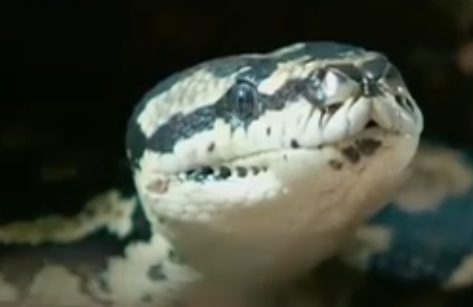 梦见被蛇咬 梦见被蛇咬