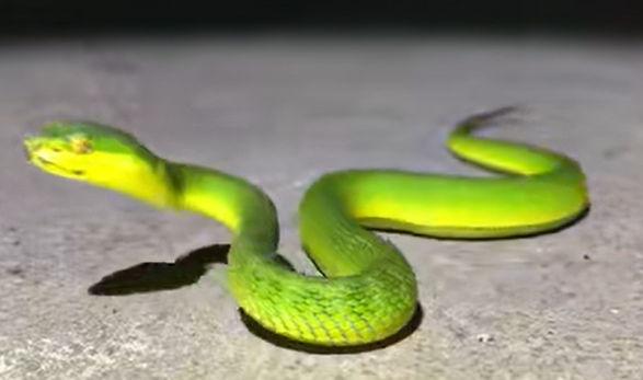 女人梦见蛇预示着什么 女人梦见蛇预示着什么