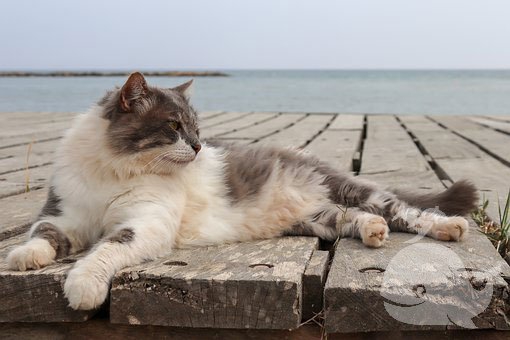 梦见兔子和猫在一起 梦见兔子和猫在一起