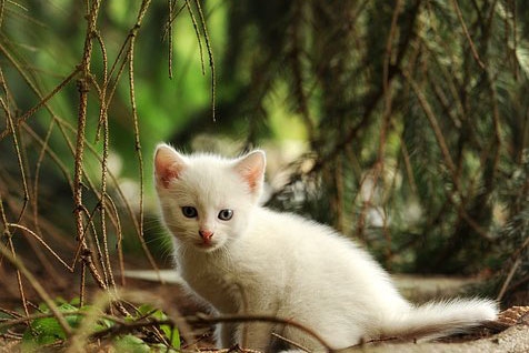 梦见别人不借猫给我 梦见别人不借猫给我