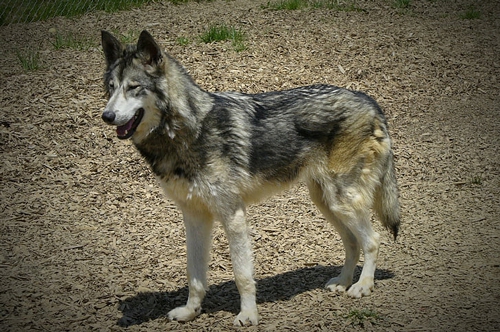梦见狼咬住手 梦见狼咬住手