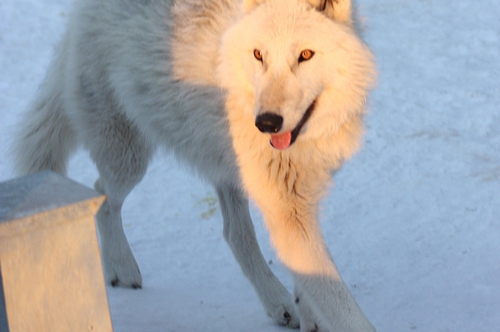 梦见自己拿木棒打狼 梦见自己拿木棒打狼