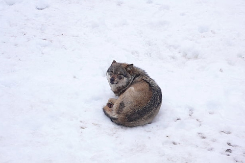 梦见狼和蝙蝠 梦见狼和蝙蝠
