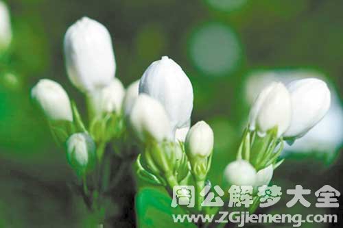 孕妇梦见茉莉花 孕妇梦见茉莉花